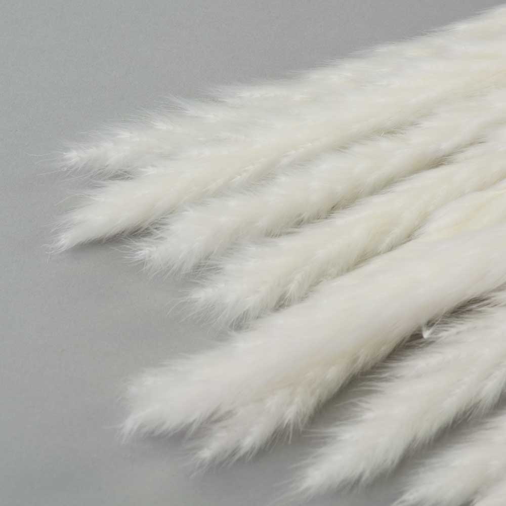 Reed Bunch, Bleached White against a pale grey background