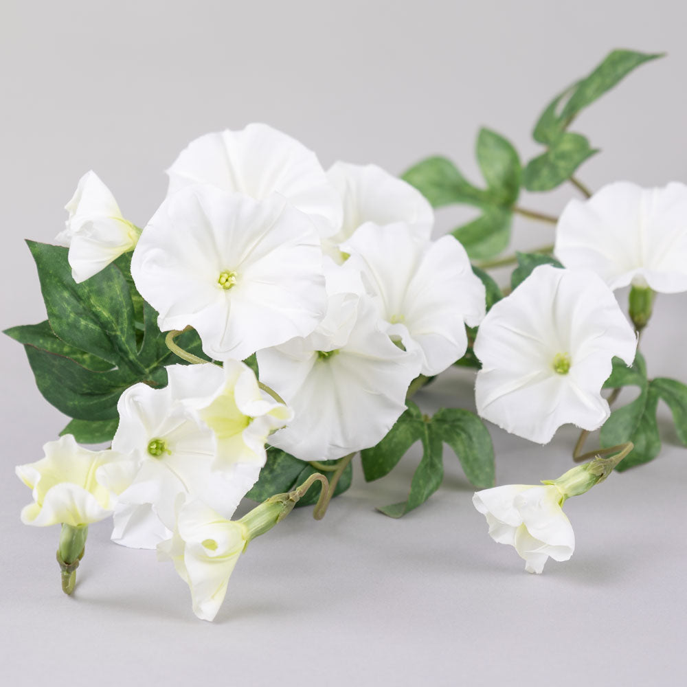 Convolvulus, White, 63cm