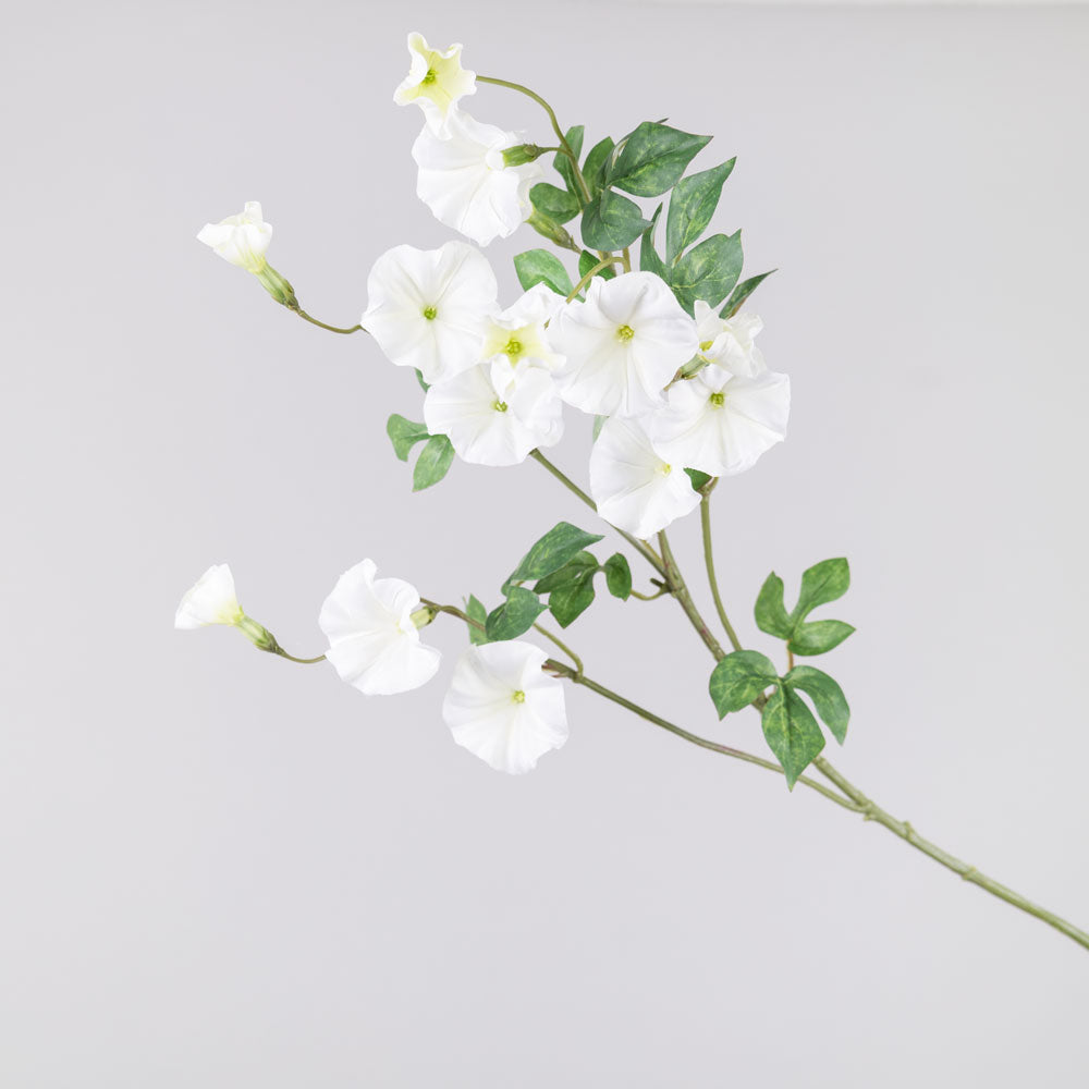 Convolvulus, White, 63cm