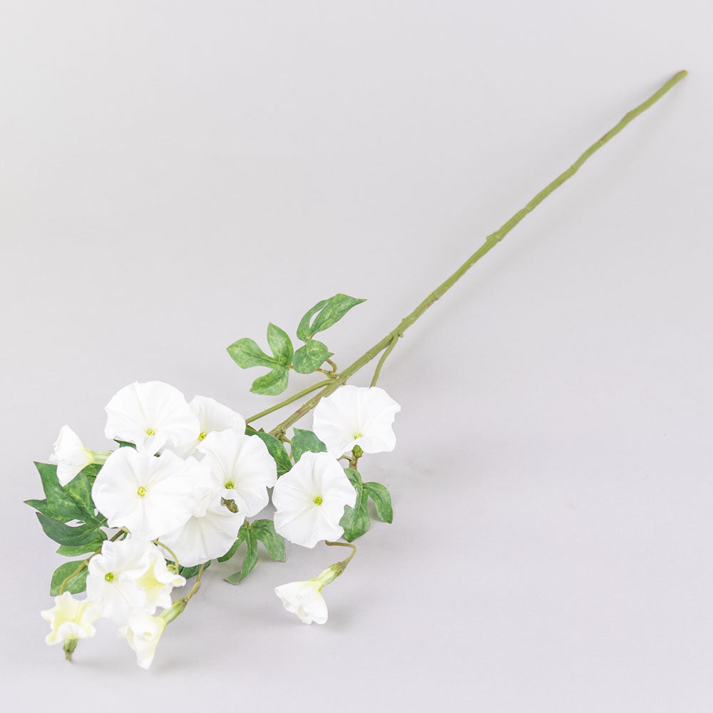 Convolvulus, White, 63cm