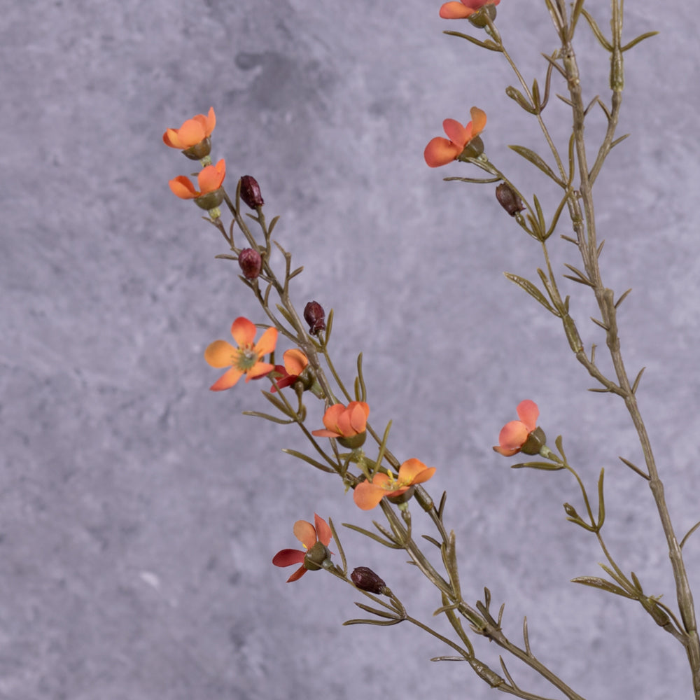 Waxflower, Hot Orange, 78cm