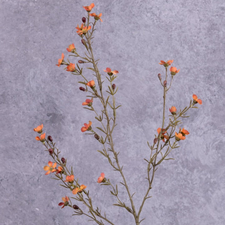 Waxflower, Hot Orange, 78cm