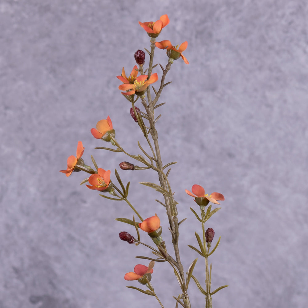 Waxflower, Hot Orange, 78cm