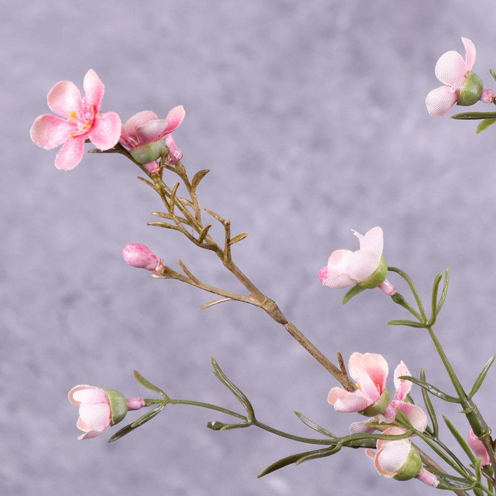 waxflower Chamelaucium pink 78cm