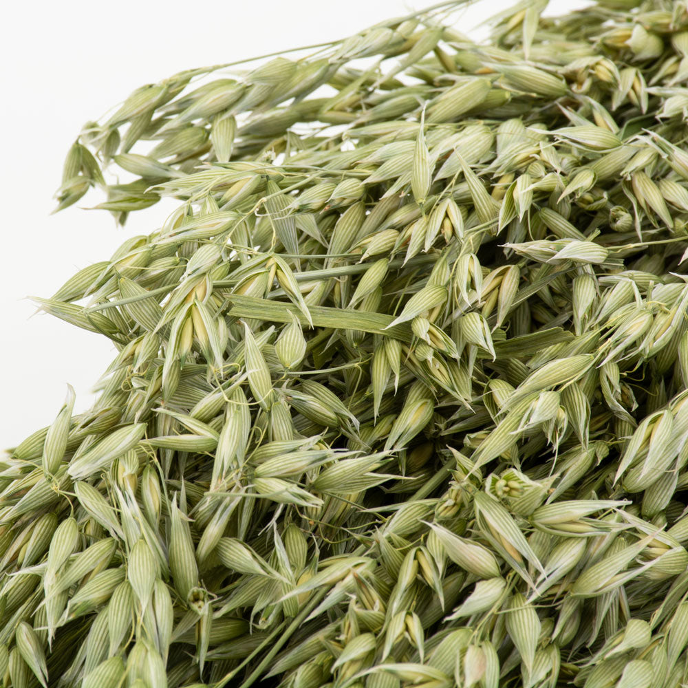 a single bunch of natural green dried oats against a white background