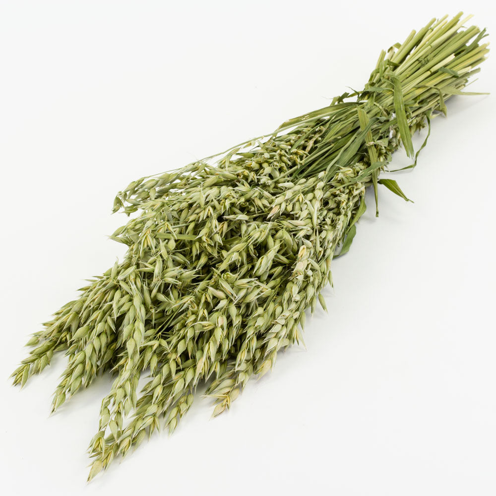 a single bunch of natural green dried oats against a white background