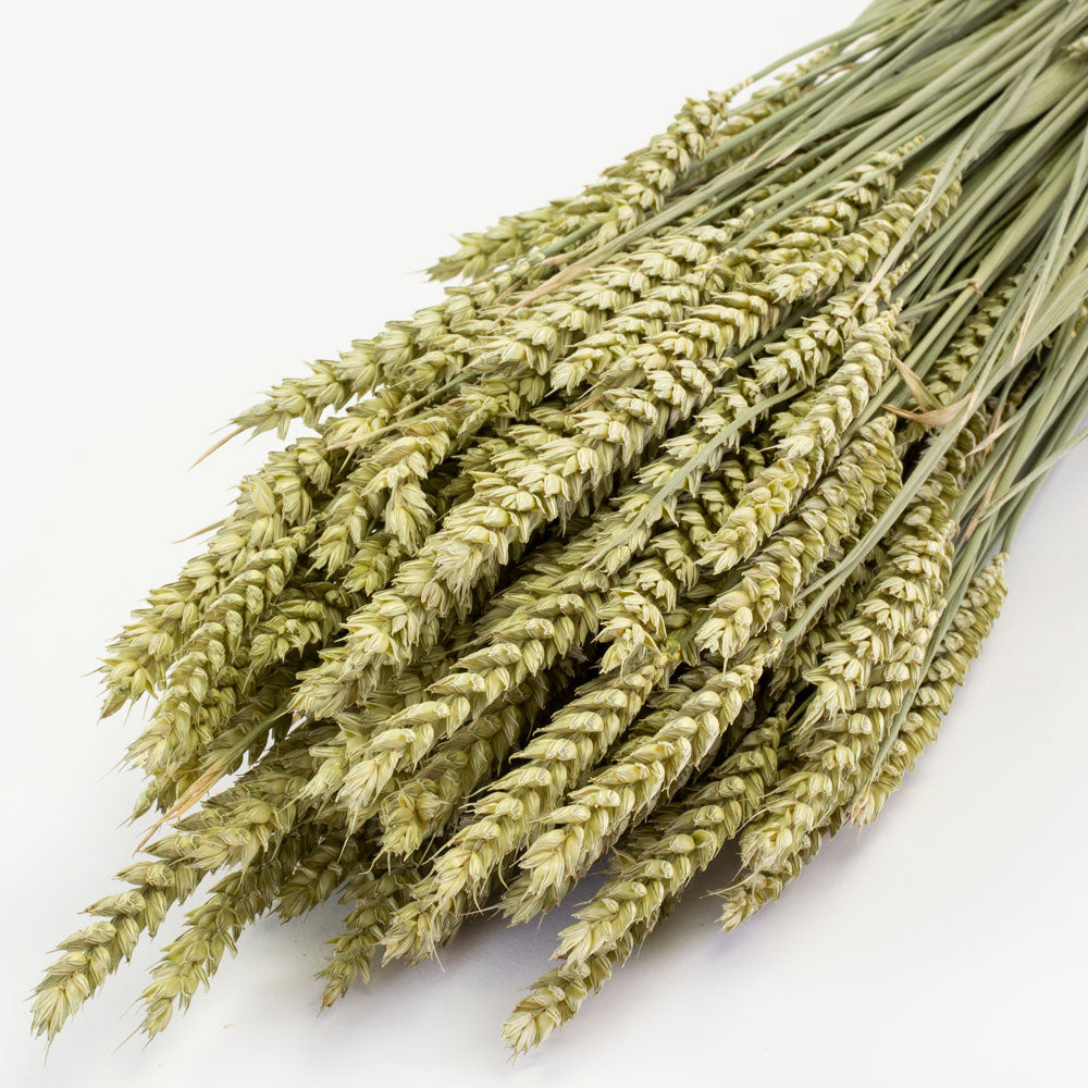 a bunch of naturally green wheat against a white background
