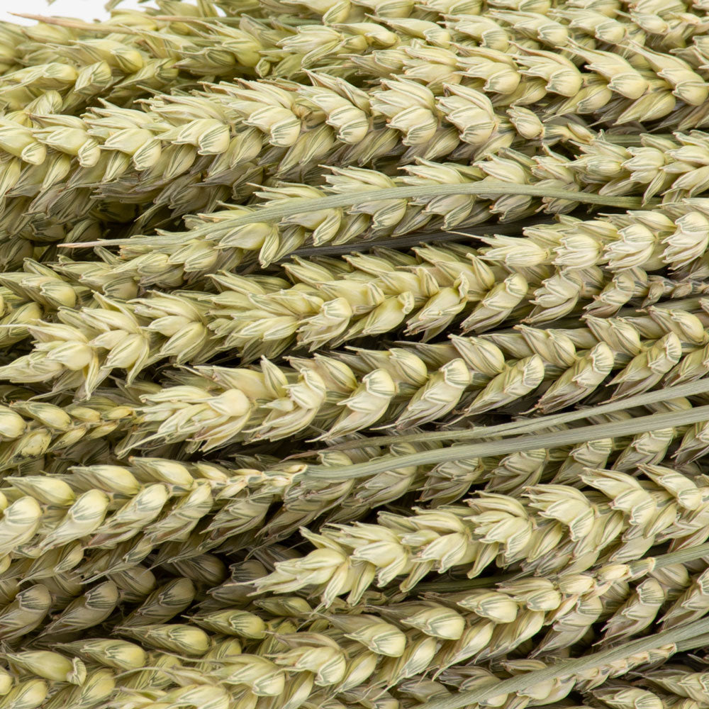 a bunch of naturally green wheat against a white background