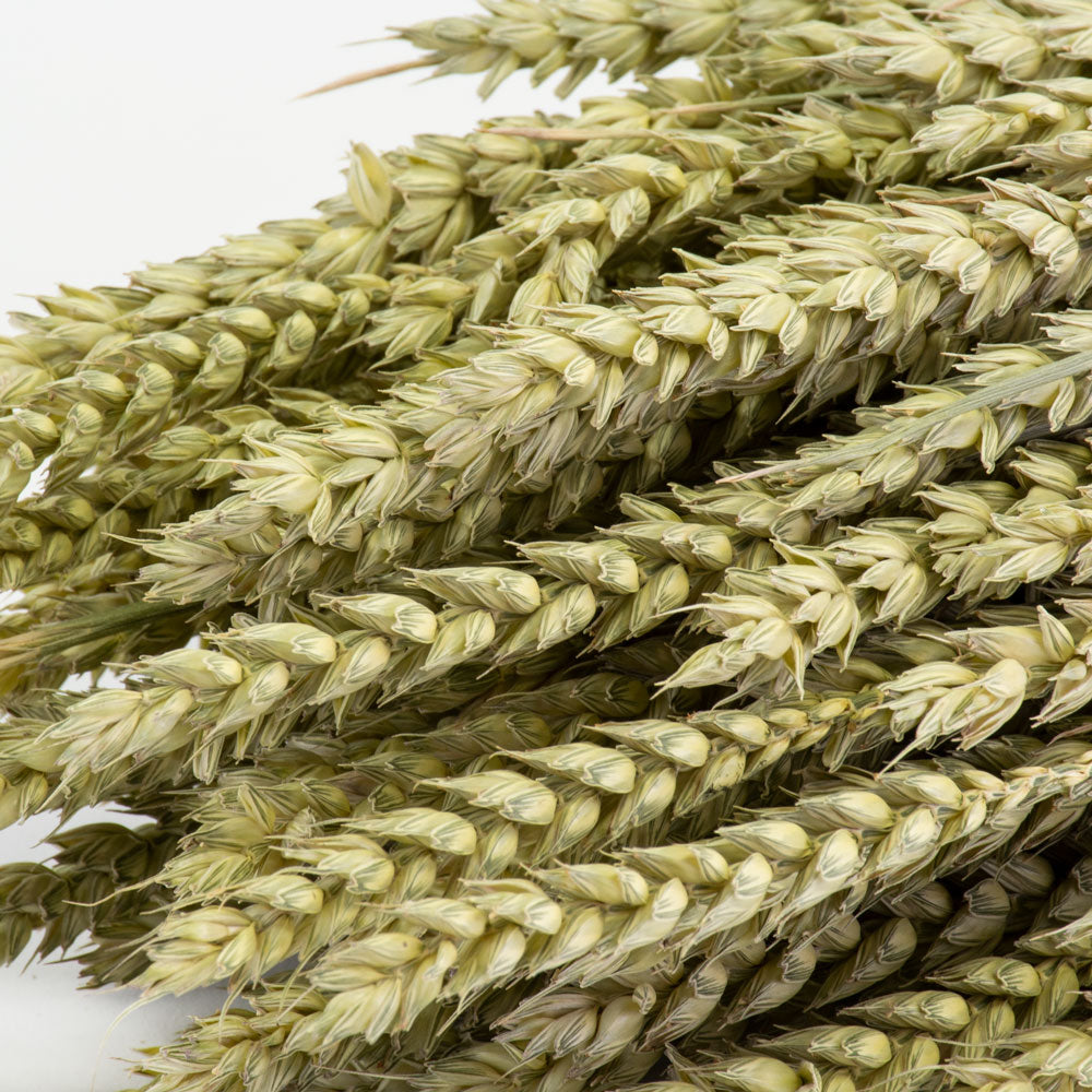 a bunch of naturally green wheat against a white background