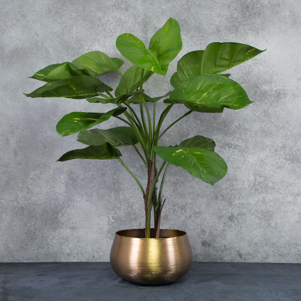 Giant Golden Pothos in XXL brushed gold pot cover