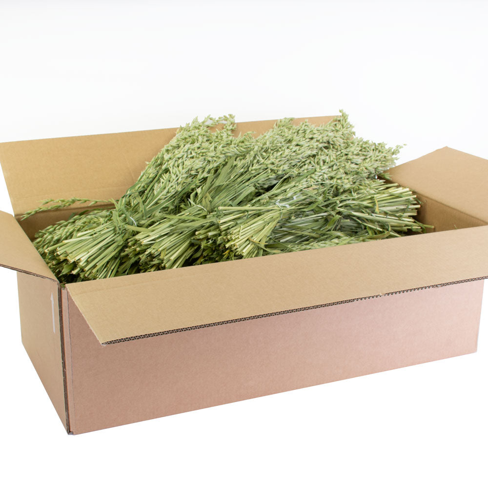 a full box of 25 bunches of natural green oats