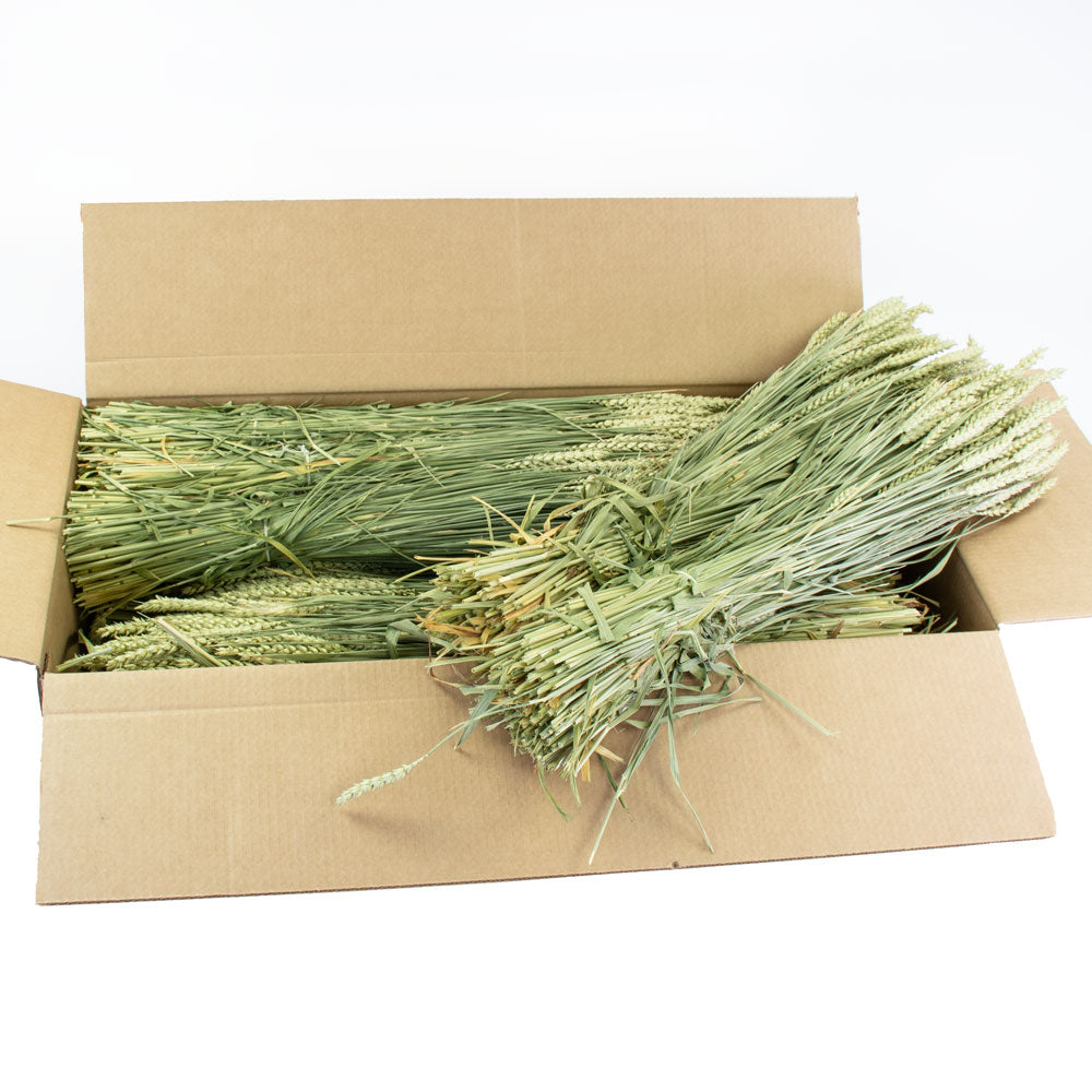 a full box of 20 bunches of natural green wheat