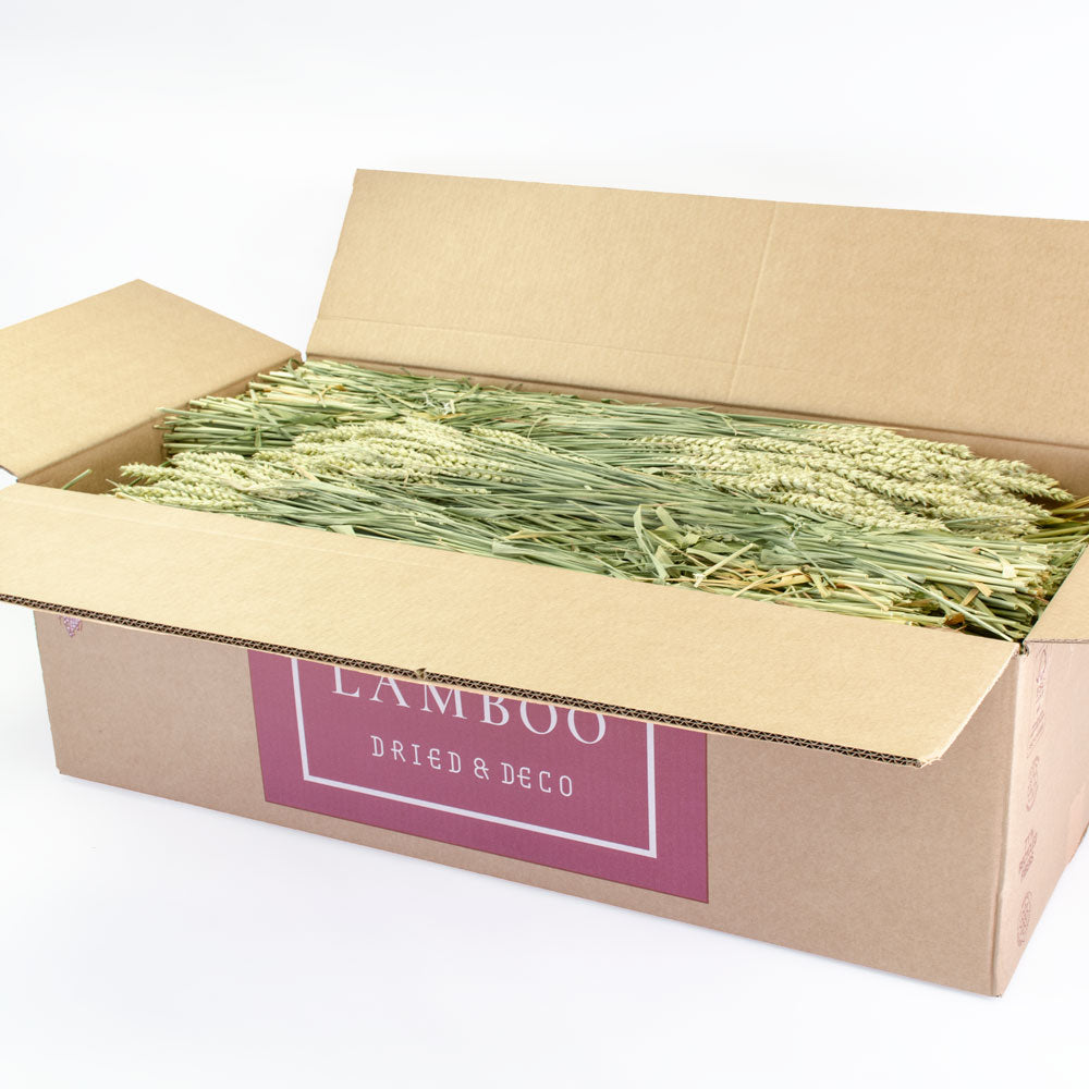 a full box of 20 bunches of natural green wheat