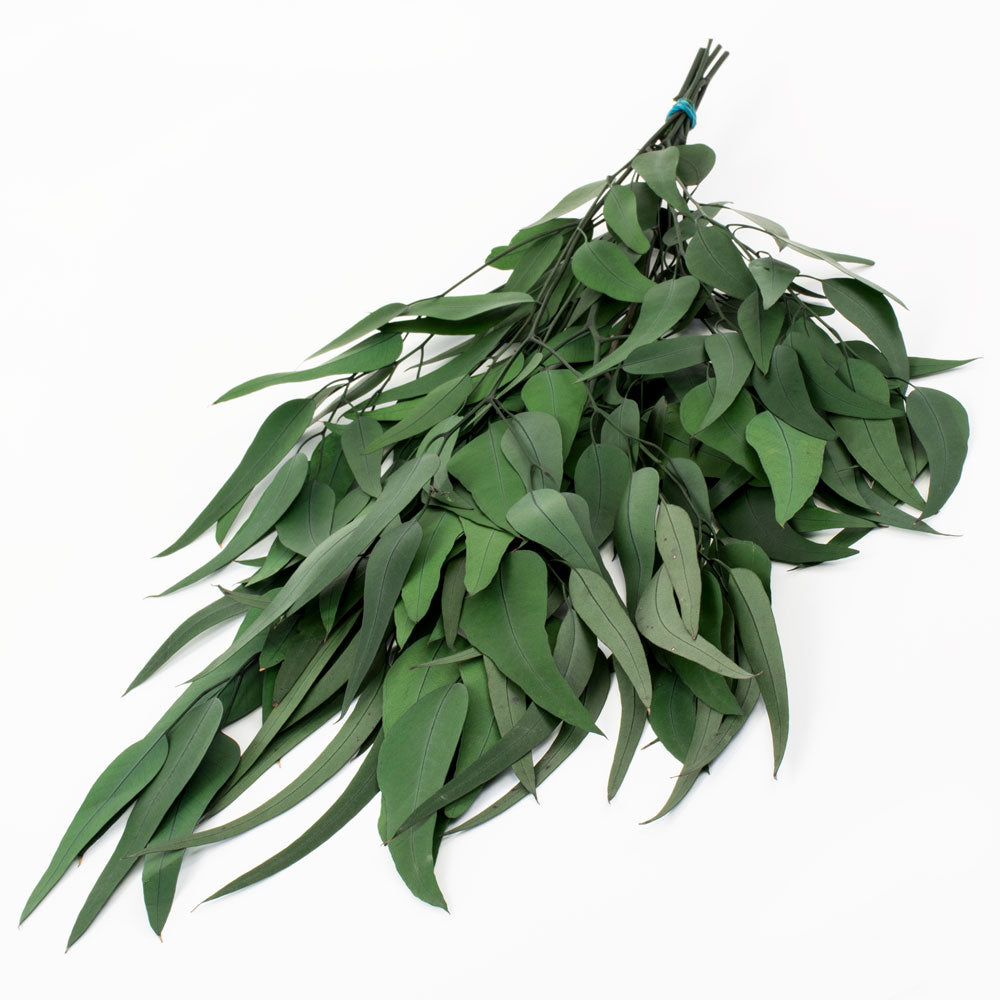 a bunch of green eucalyptus exotica against a white background