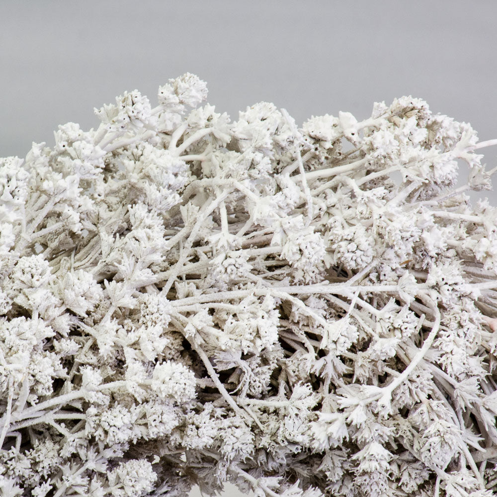 a wreath made of linen herb and painted a chalky white colour, against a white background