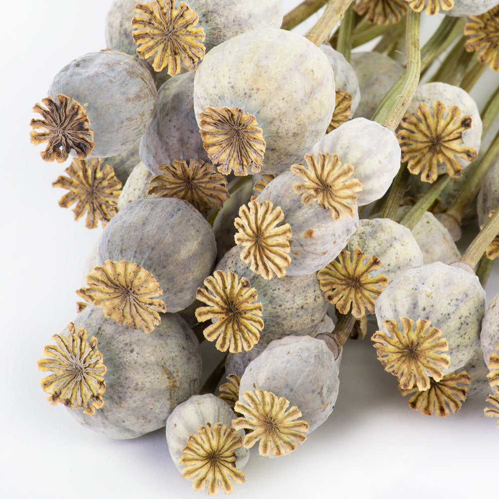 a single bunch of natural papaver stems