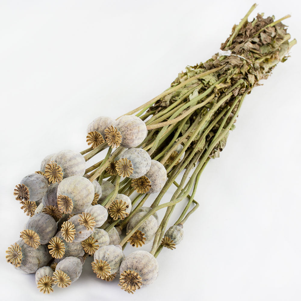 a single bunch of natural papaver stems