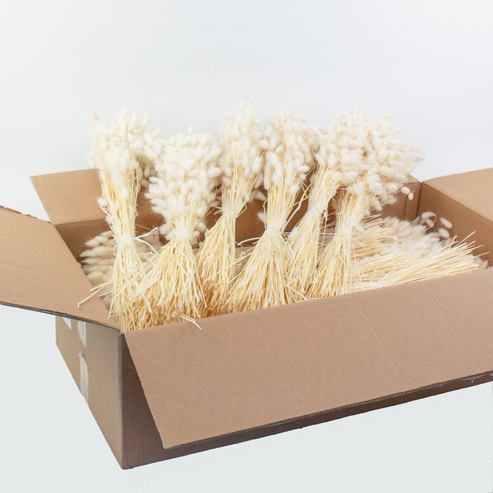a full box of bleached lagurus