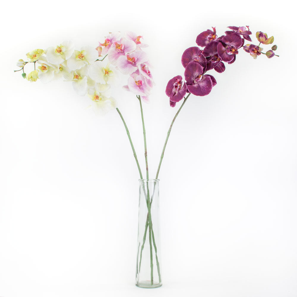 Phalaenopsis trio in vase