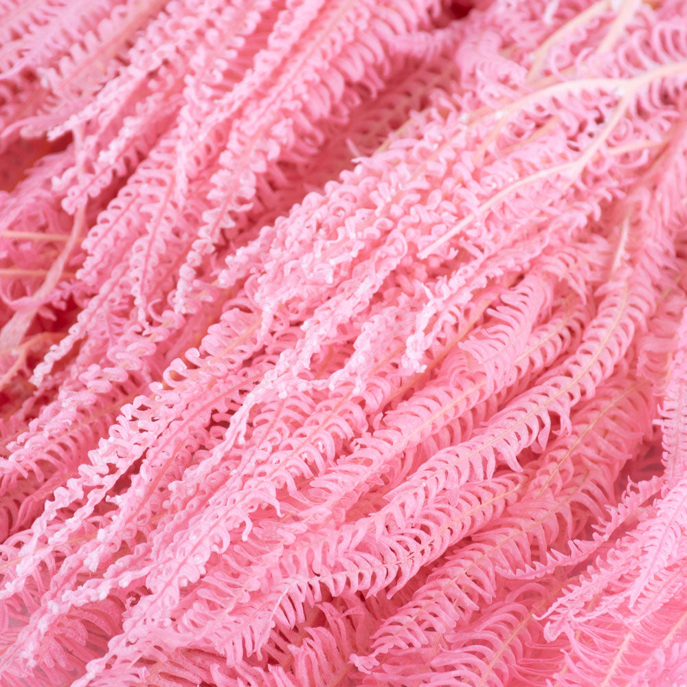 Umbrella Fern Preserved Pink Bunch