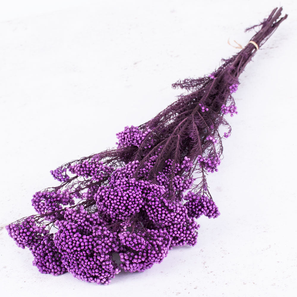 Diosmi, Preserved, Lilac