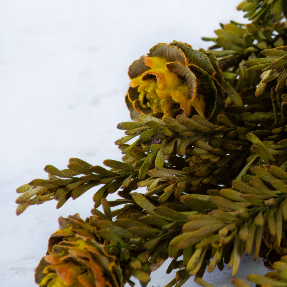 Tortum female preserved, Yellow