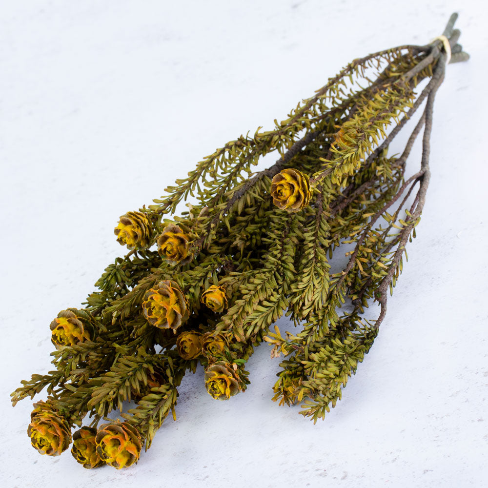 Tortum female preserved, Yellow