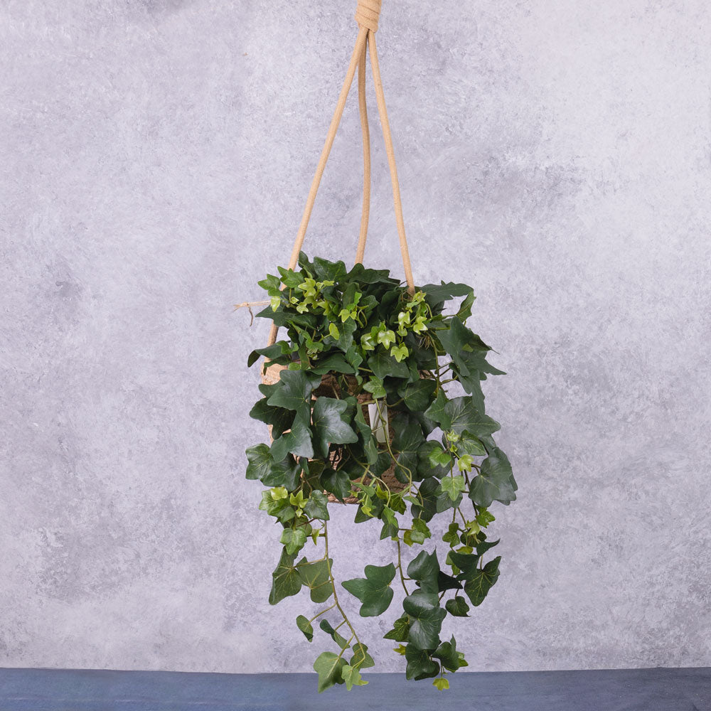 Ivy (hedera gala) Hanger, 65cm, UV