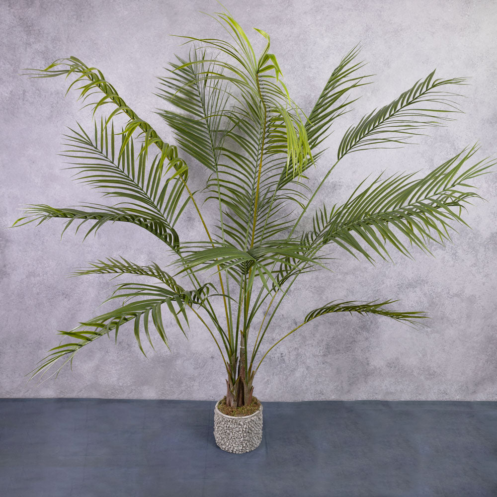 Areca Palm, 175cm, UV Safe, In Pot