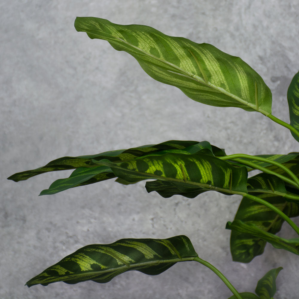 Calathea makoyana, Ø65cm x 67cm, in Pot