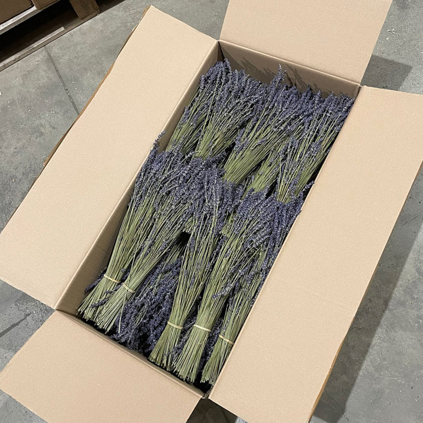 Lavender, Dried, Natural Blue, Box of 40 Bunches
