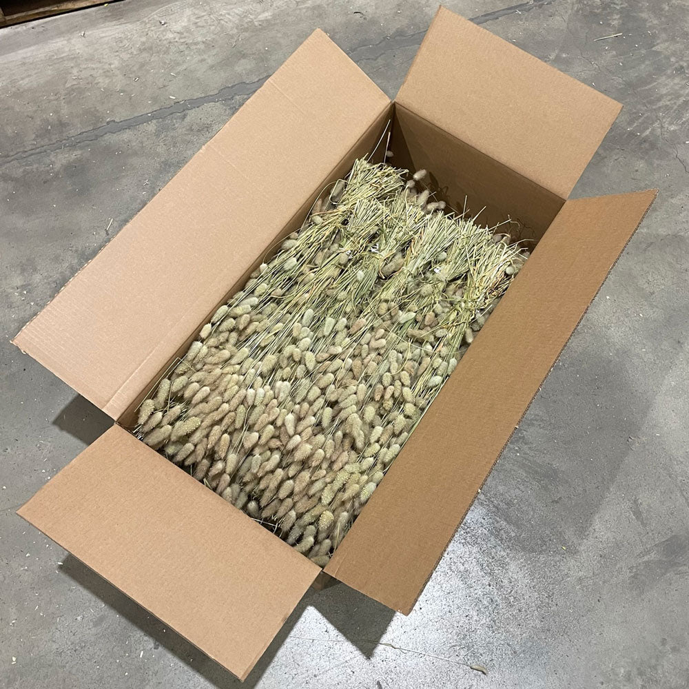 Lagurus ovatus, Natural, Full Box 25 Bunches