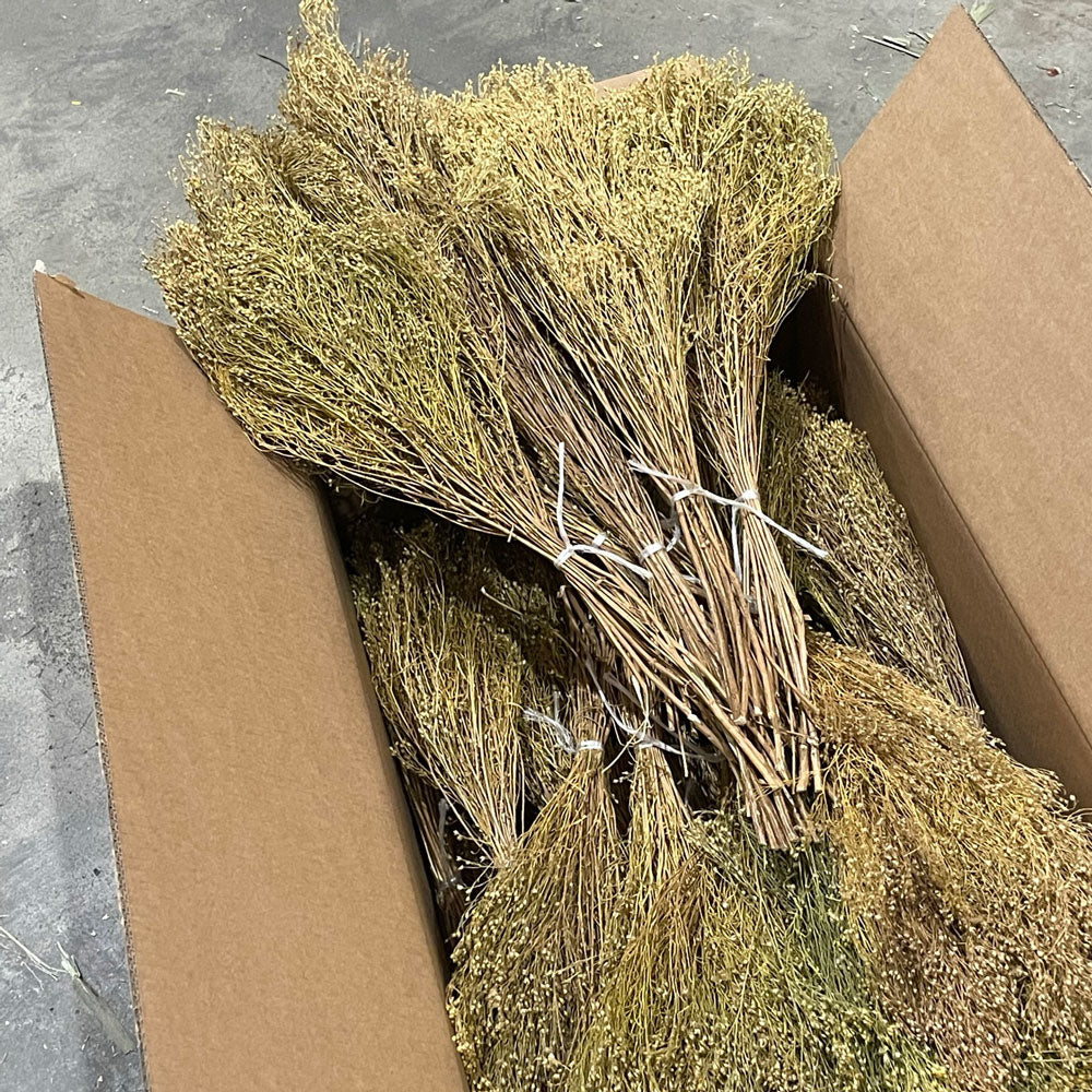 Broom Bloom, Dried, Natural, Box x 30 Bunches