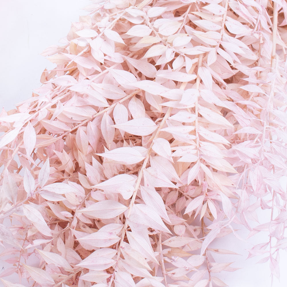 Ruscus Bleached, Preserved, Light Pink