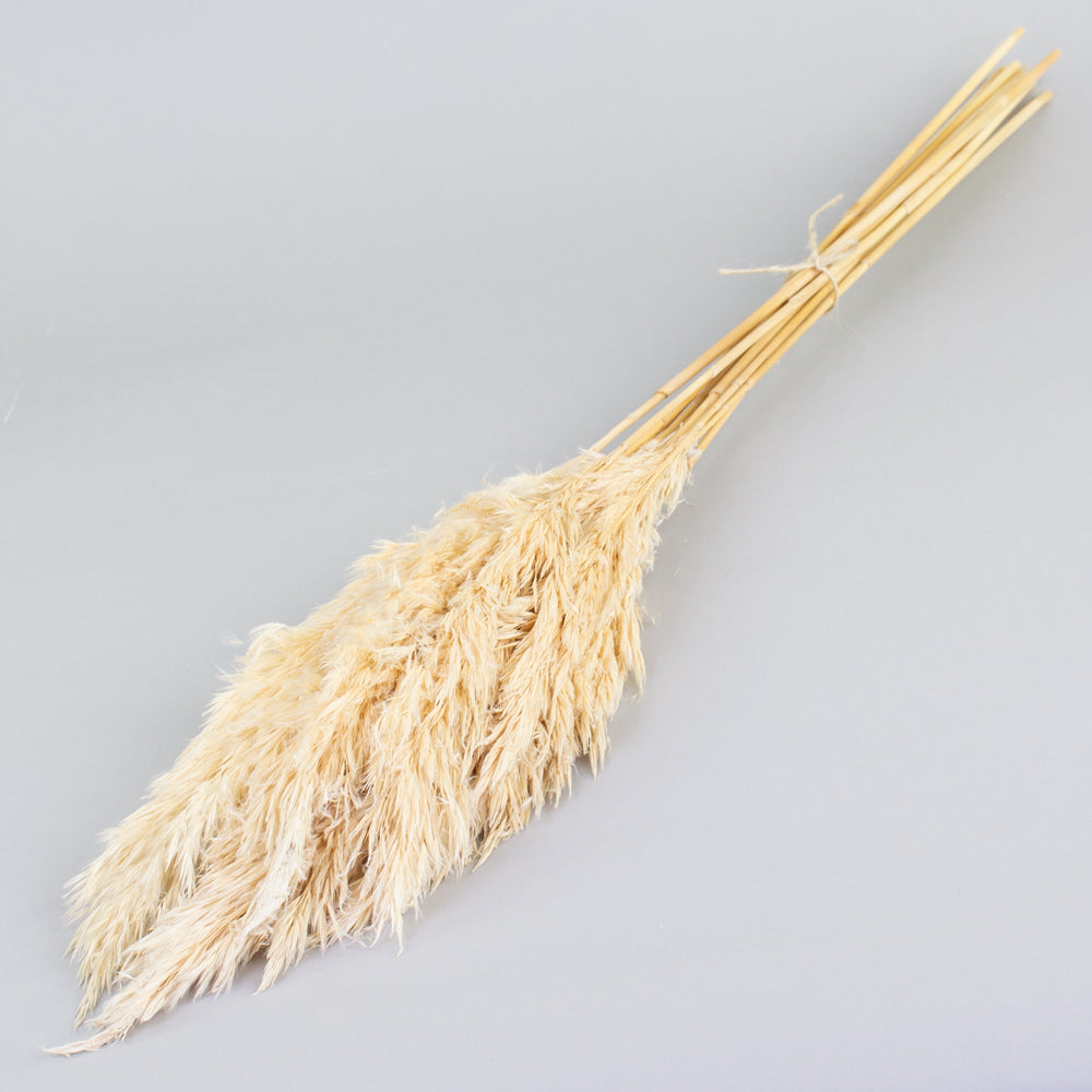 Reed Plume, Wild, Bleached White