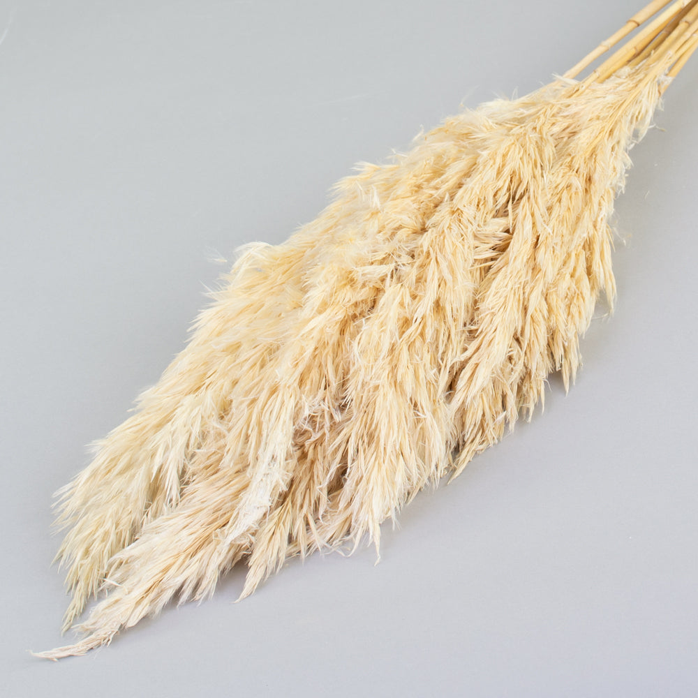 Reed Plume, Wild, Bleached White