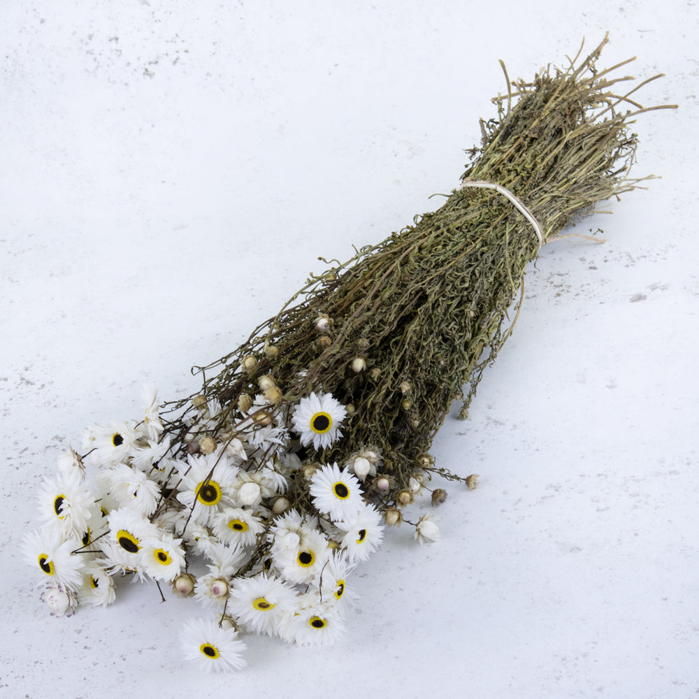 Dried Acrolinium Natural White Bunch, 60cm Bunch