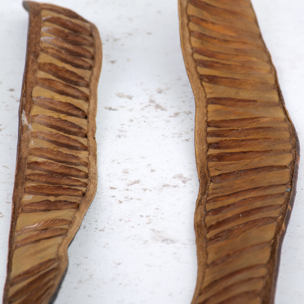 Leiterschote, natural, 35-50cm, bag x 5 pcs
