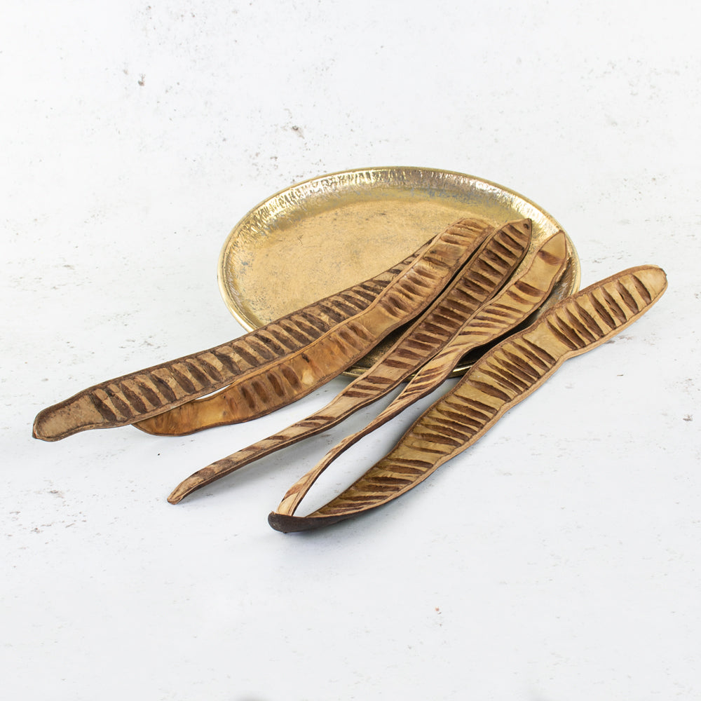 Leiterschote, natural, 35-50cm, bag x 5 pcs