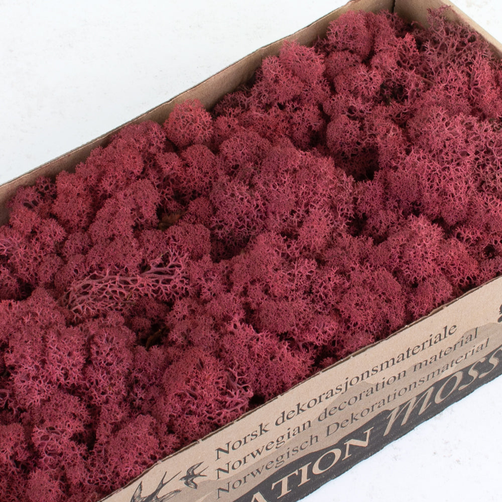 Icelandic Moss, Bordeaux, 500g