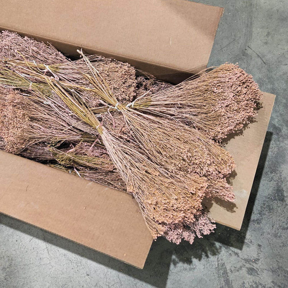Broom Bloom, Pink Misty, Full Box 30 Bunches