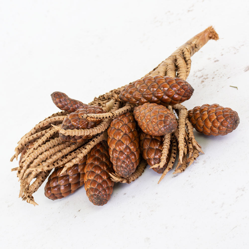 Tika Twigs with Pods in a teak bowl