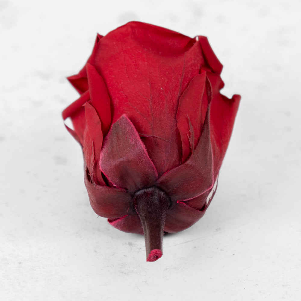 Rose Heads, Preserved, Medium, Burgundy, Box 8