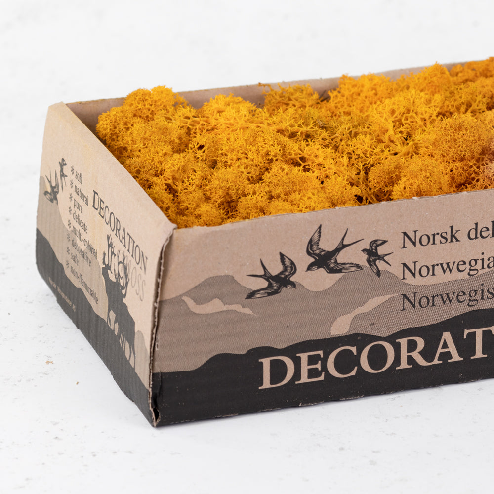 Icelandic Moss, Orange, 500g