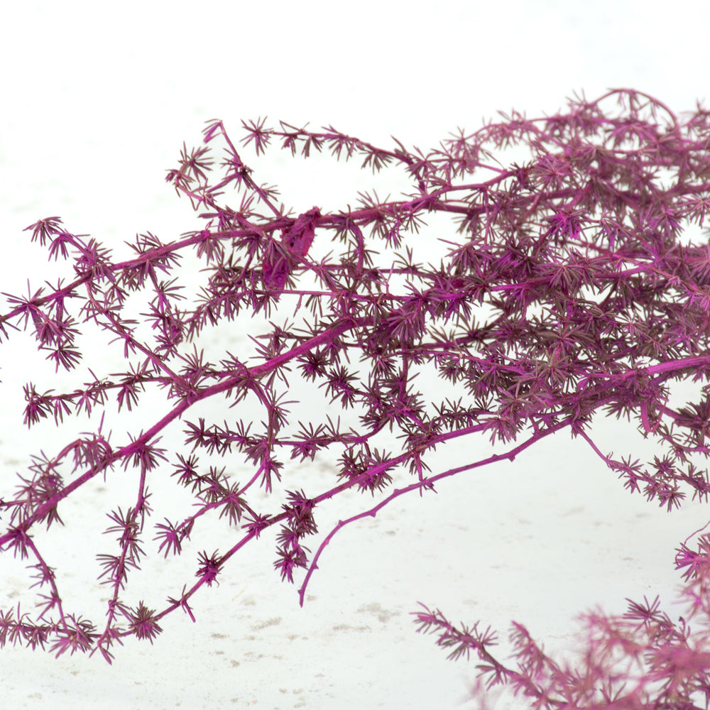 Preserved Asparagus Fern, Cerise