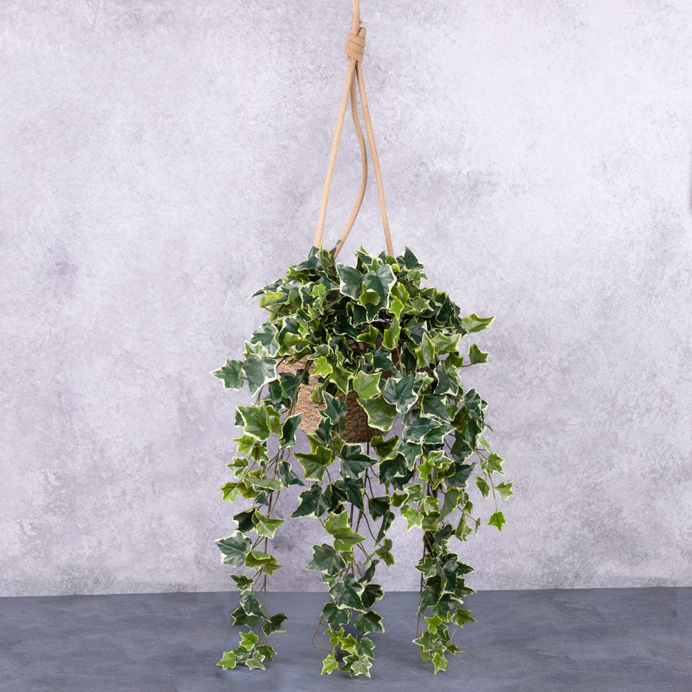 Ivy (hedera helix) Hanger, Green, 86cm