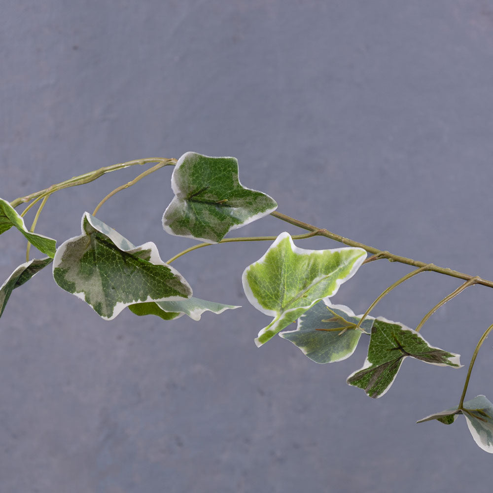 Ivy (hedera helix) Garland, Variegated, 1.8m