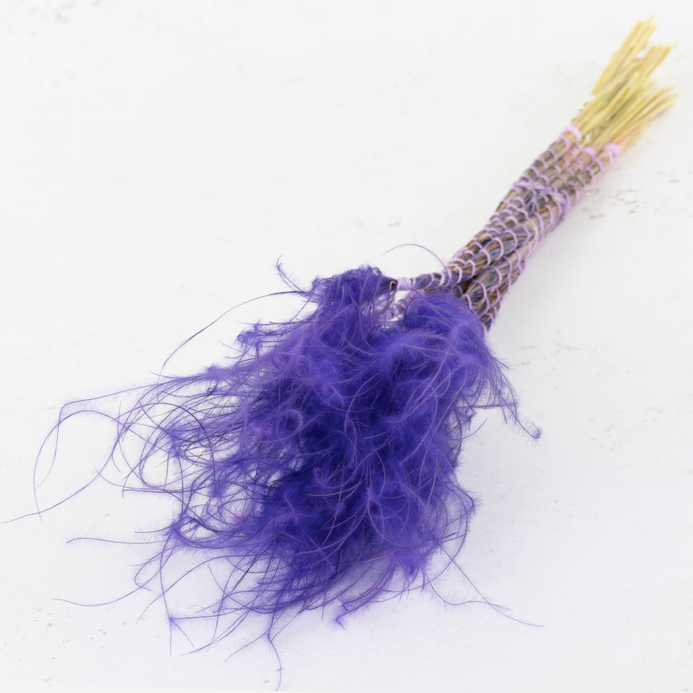Stipa pennata, Violet