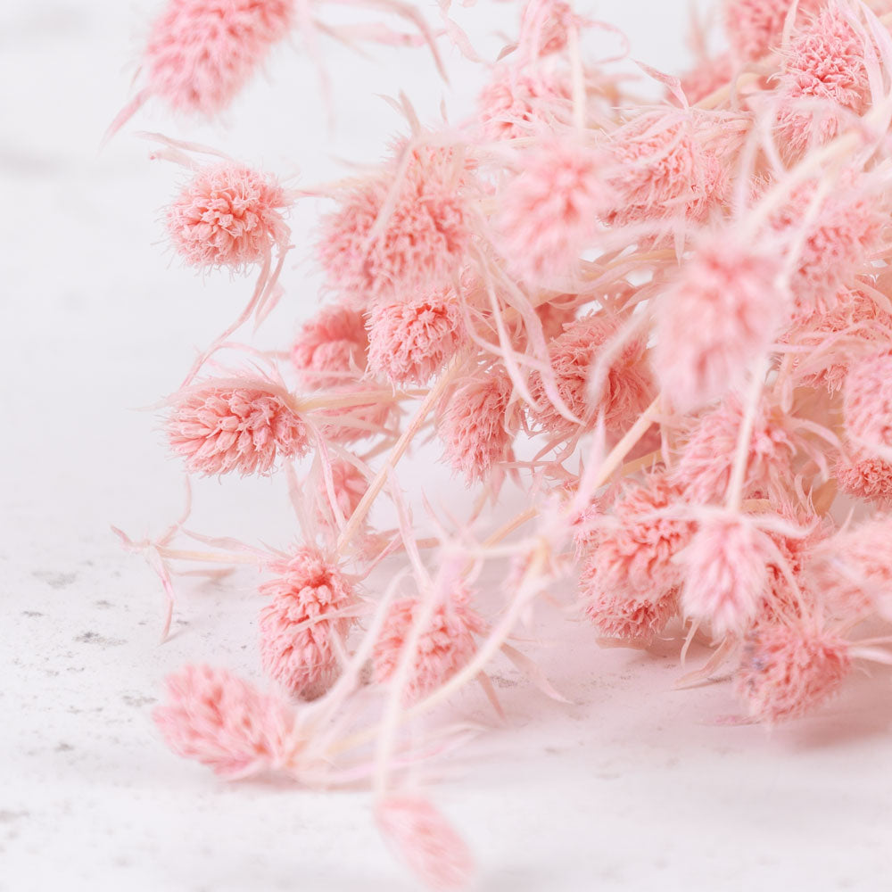Eryngium, Bleached, Light Pink, 5 Stems