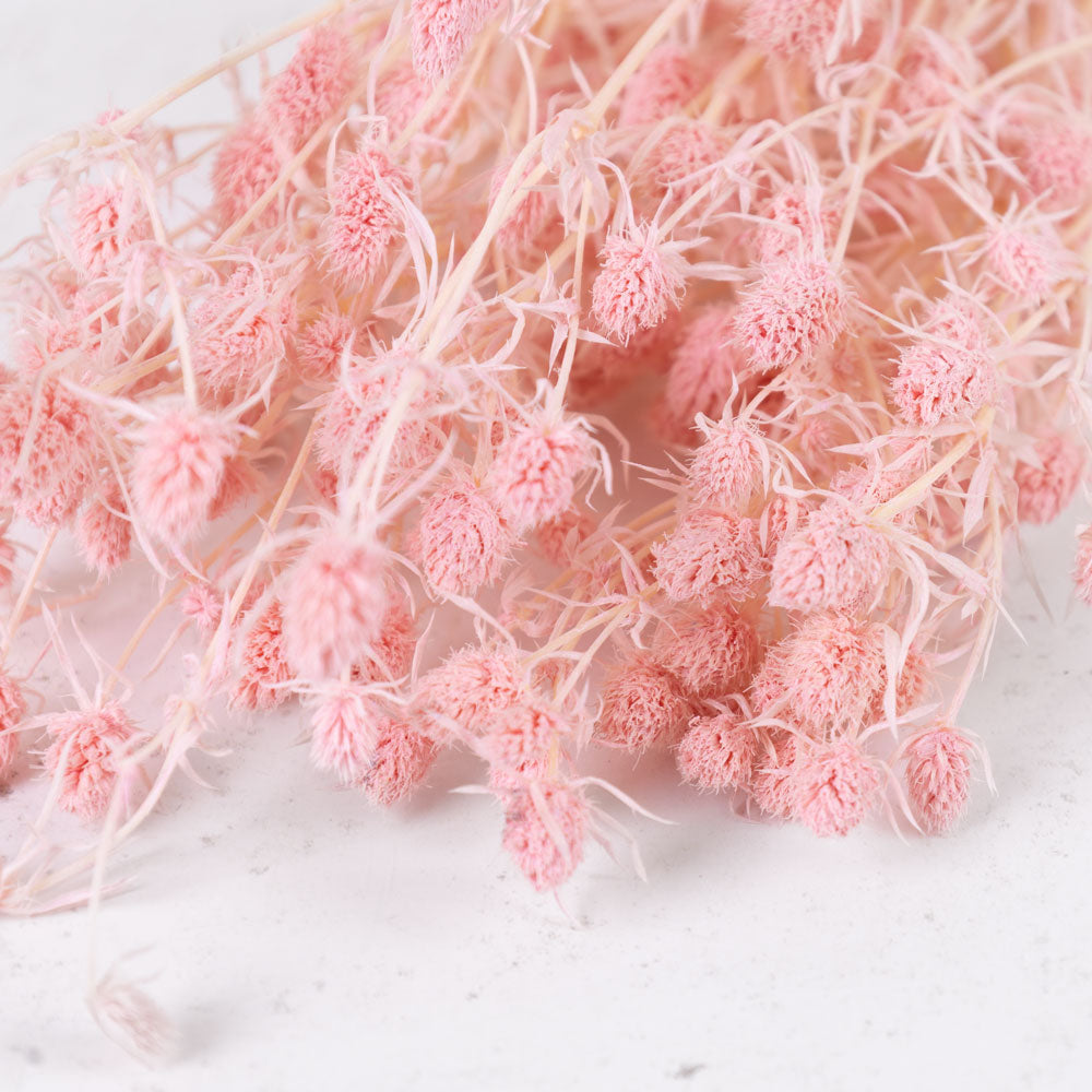 Eryngium, Bleached, Light Pink, 5 Stems